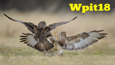 Photo of The Ultimate Wpit18.com, Dashboard and Registration Guide