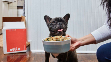 Photo of 4 Fresh Dog Food Delivery Options to Pamper Your Dog